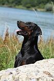 DOBERMANN 1143